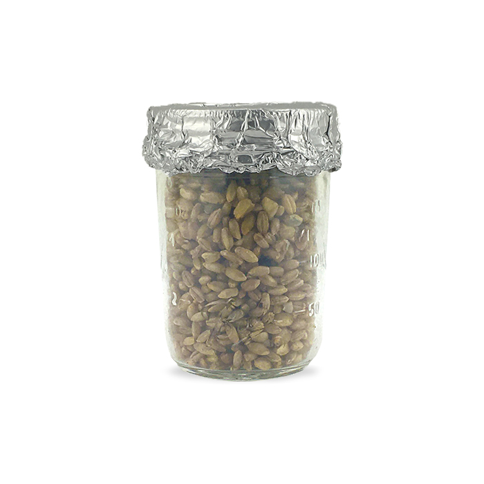 1 Pint Rye Grain Spawn Jar Original Lid with 2-Holes - incubate in MycoBROODER™ Mushroom Incubator - Gorilla Mushrooms™