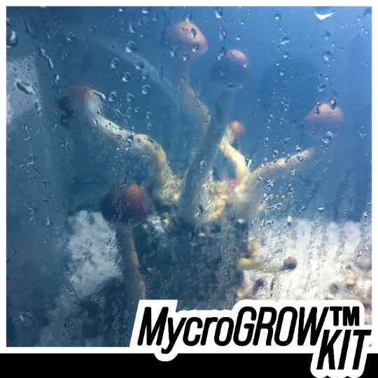 MycroGROW™ 20L Semi Automatic Mushroom Grow Kit - PF Tek mushrooms growing in MycroGROW™ 20L
