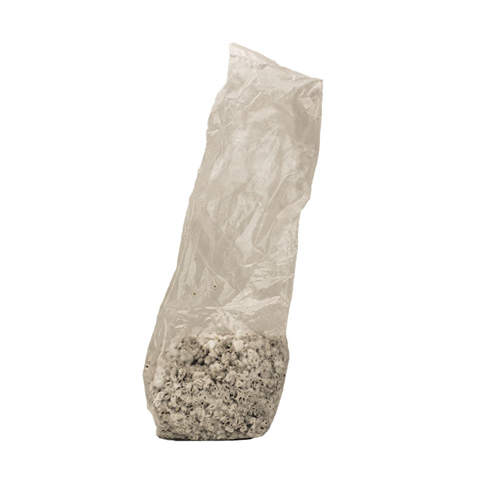 1LB Rye Grain Bag with 0_2 micron filter patch - colonized bag view - Gorilla Mushrooms™ Premium Mushroom Grow Kits & Supplies
